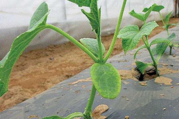New tool to boost plant health New tool to boost plant health
