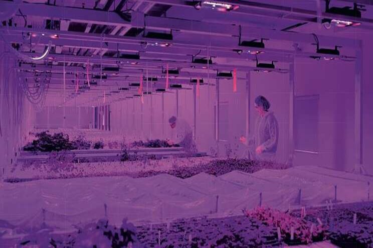 Indoor farming is the future Indoor farming is the future