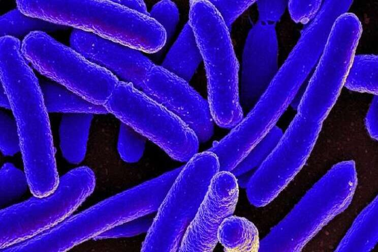 Bacterial contamination in fresh produce Bacterial contamination in fresh produce