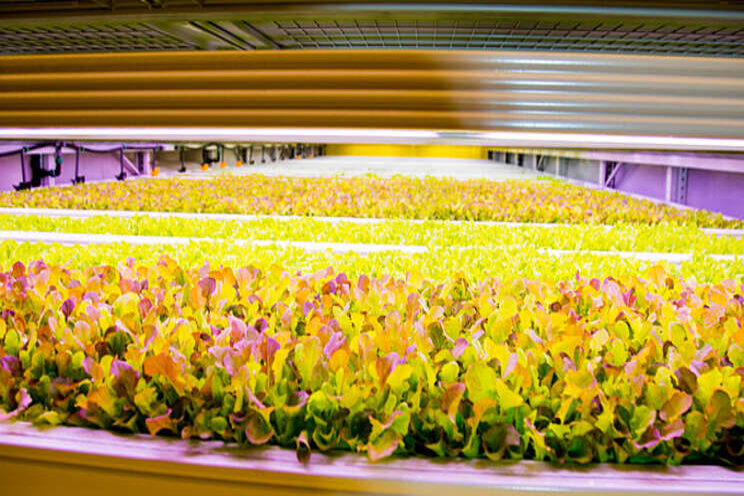 Kuwait JV opens large-scale indoor vertical farm Kuwait JV opens large-scale indoor vertical farm