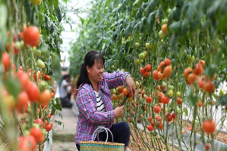 Greenhouses have played a vital role in alleviating poverty Greenhouses have played a vital role in alleviating poverty