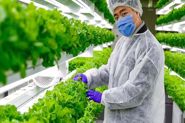 Lettuce from Abu Dhabi vertical farm Lettuce from Abu Dhabi vertical farm