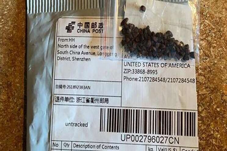 Noxious weeds, bug larva in unsolicited seeds from China Noxious weeds, bug larva in unsolicited seeds from China