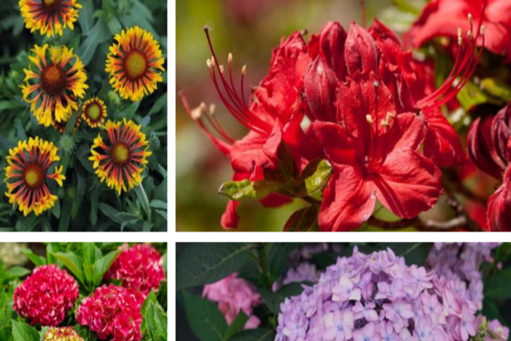 New perennials and flowering shrubs for spring 2021 New perennials and flowering shrubs for spring 2021