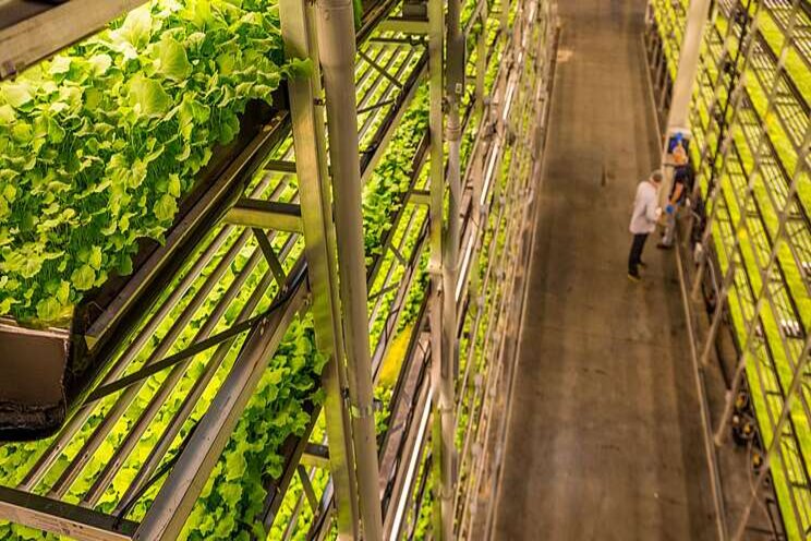 First vertical farming program addressing food deserts, inequity First vertical farming program addressing food deserts, inequity