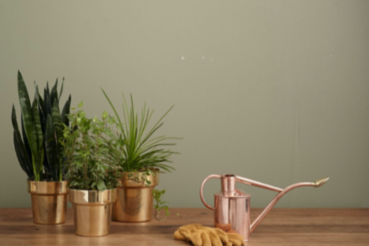 Growing organic plants indoors: What to know Growing organic plants indoors: What to know