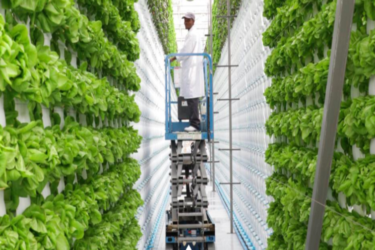 Vertical farming operation extends west coast presence Vertical farming operation extends west coast presence