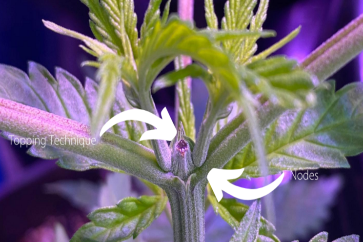 Tips on topping cannabis plants the right way Tips on topping cannabis plants the right way