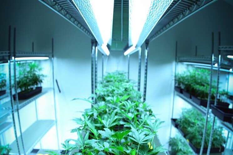 How tech is shaping the entire cannabis industry How tech is shaping the entire cannabis industry