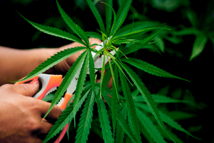 Is hemp the future of NZ's agriculture industry? Is hemp the future of NZ's agriculture industry?