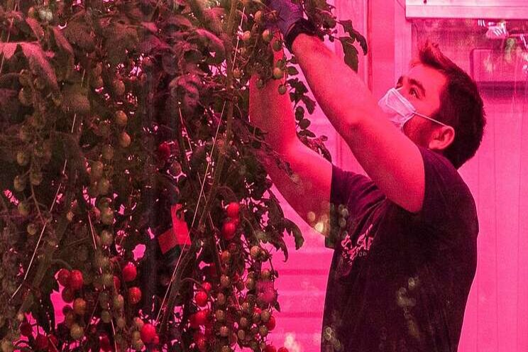 The Museum is closed, but its tomato man soldiers on The Museum is closed, but its tomato man soldiers on