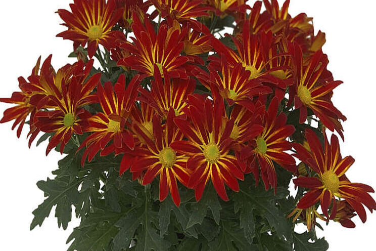 Syngenta Flowers' mum catalog now available Syngenta Flowers' mum catalog now available