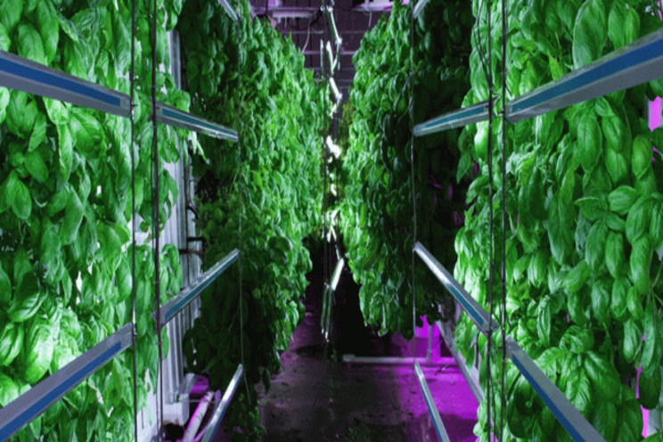 Netherlands offers vertical farming Netherlands offers vertical farming