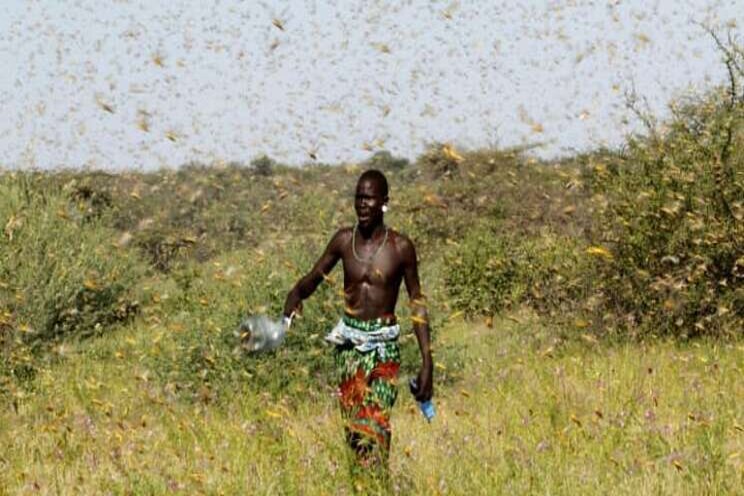 Fight against desert locust devastation Fight against desert locust devastation