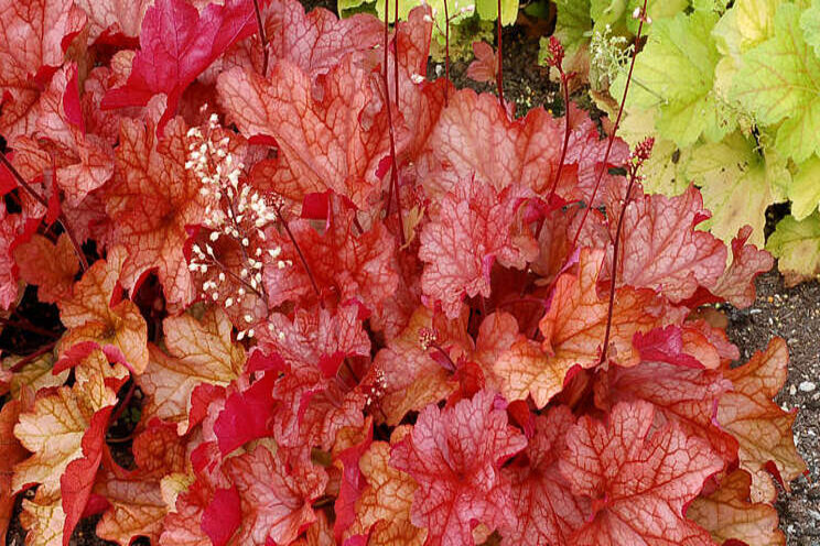 Terra Nova Nurseries Heuchera makes Netflix debut Terra Nova Nurseries Heuchera makes Netflix debut