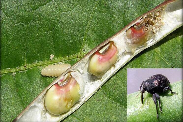 Cowpea curculio troubling for Alabama producers Cowpea curculio troubling for Alabama producers