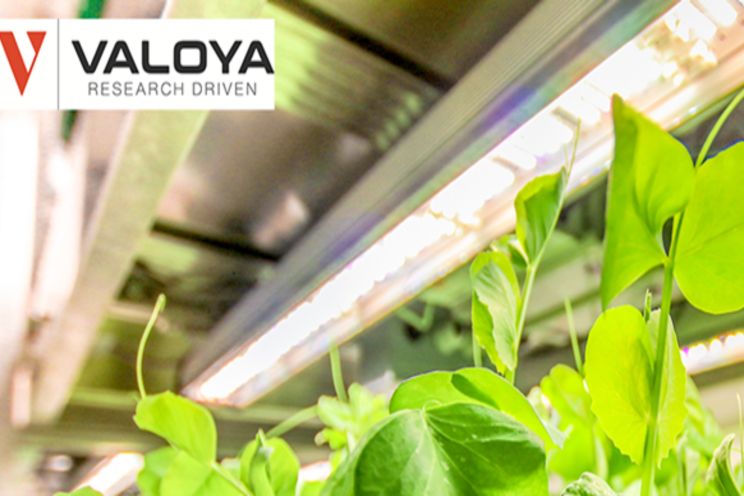 How Valoya deals with the coronavirus impact How Valoya deals with the coronavirus impact