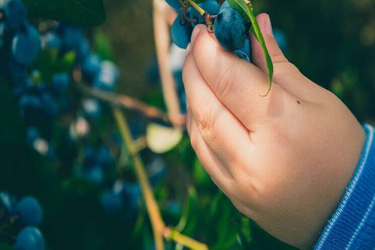 New blueberry variety New blueberry variety