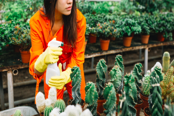 Veggy growers have new tool for pest control Veggy growers have new tool for pest control
