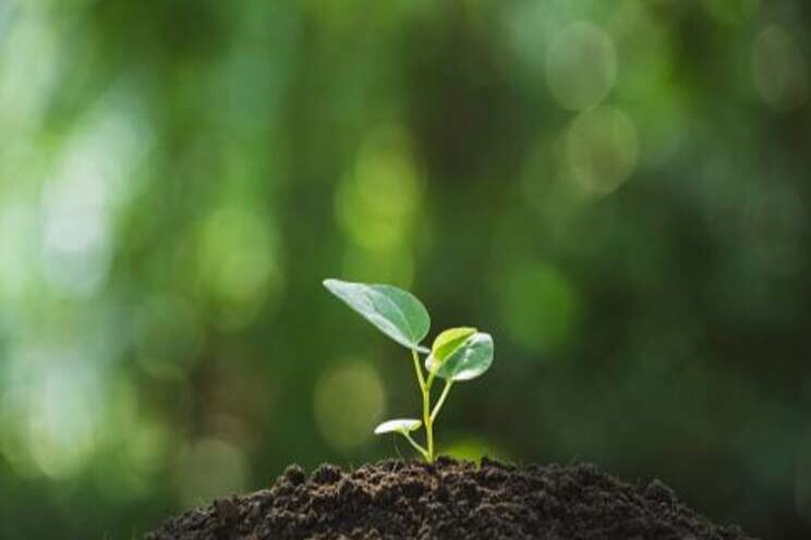 Breakthrough in research into mechanical forces in plant cells Breakthrough in research into mechanical forces in plant cells