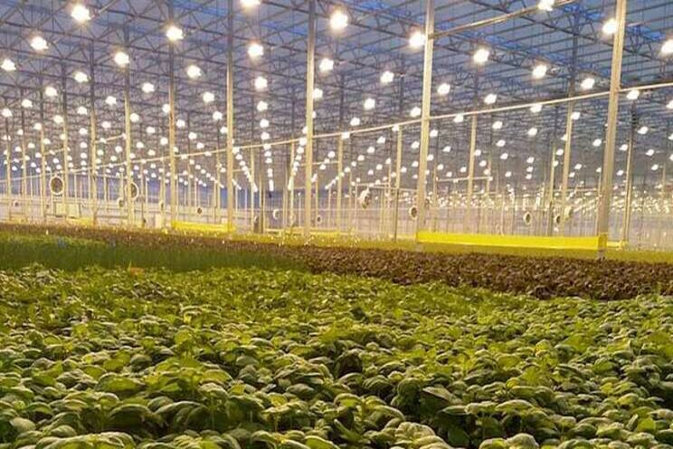 Growers have turned food safety challenges into opportunities Growers have turned food safety challenges into opportunities