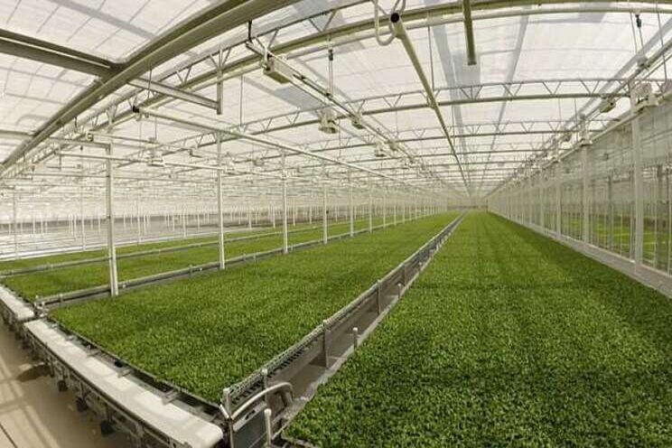 Greenhouse leafy greens industry is tackling food safety Greenhouse leafy greens industry is tackling food safety