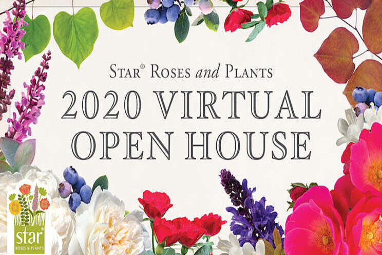 Star Roses and Plants to host virtual open house Star Roses and Plants to host virtual open house