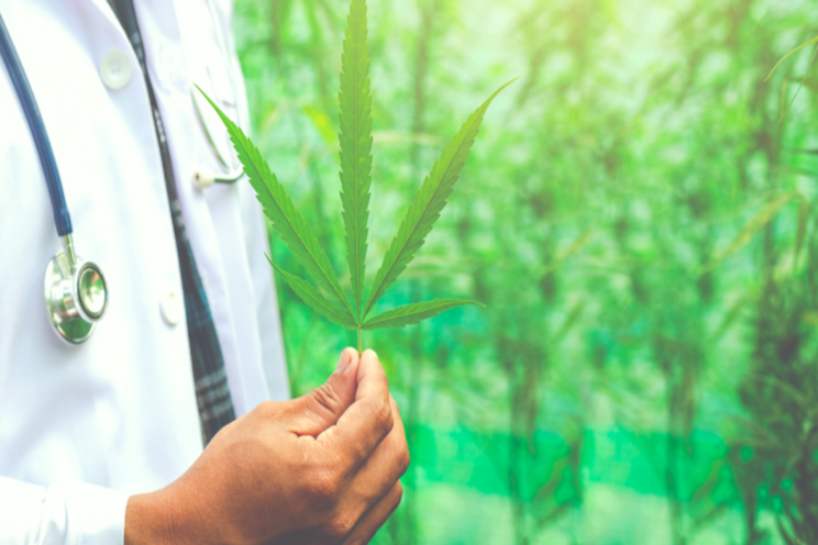 How to design a profitable cannabis greenhouse How to design a profitable cannabis greenhouse