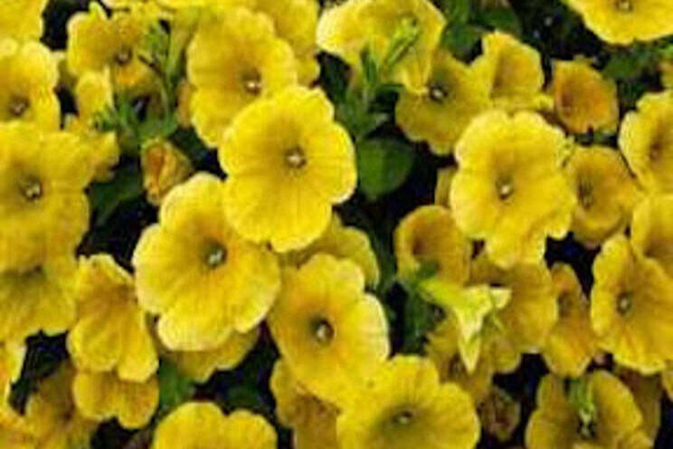 Dümmen Orange, Yellowstone team up for Petunia brand Dümmen Orange, Yellowstone team up for Petunia brand