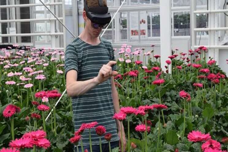 AR glasses tell if gerbera can be harvested AR glasses tell if gerbera can be harvested