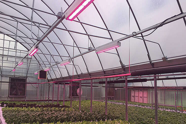 New digital guide for lighting in ornamental greenhouses New digital guide for lighting in ornamental greenhouses
