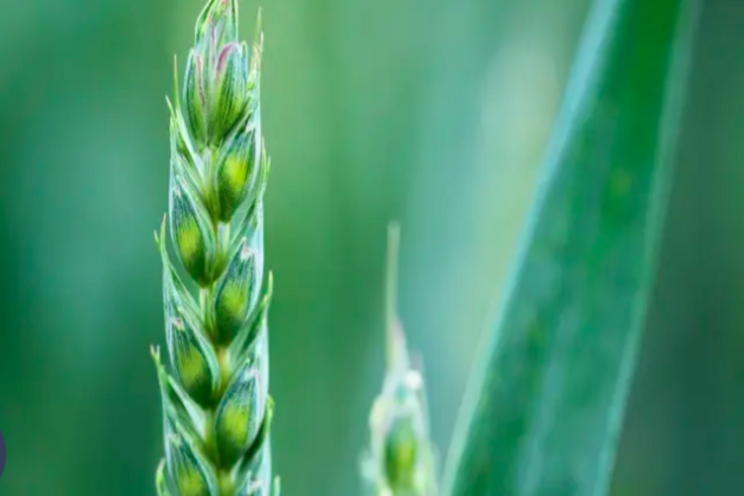 Natural nitrogen fixing tech is a must for agriculture Natural nitrogen fixing tech is a must for agriculture
