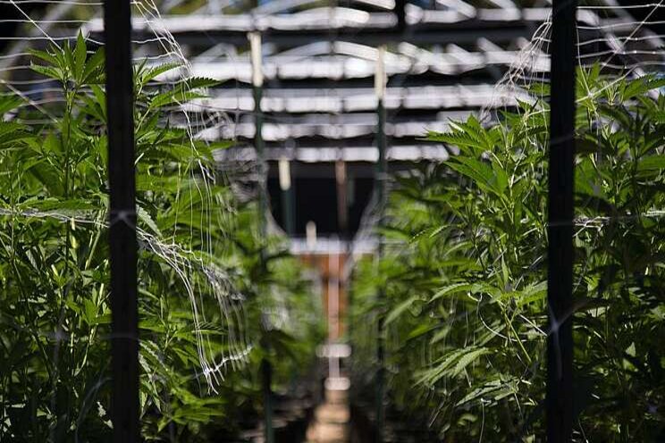 Automate your cannabis harvest without damaging your flower Automate your cannabis harvest without damaging your flower