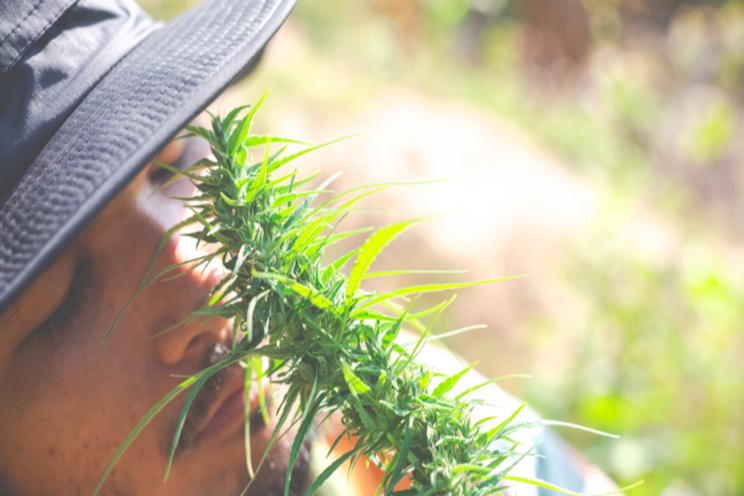 Europe as a hemp export market? Not so fast Europe as a hemp export market? Not so fast
