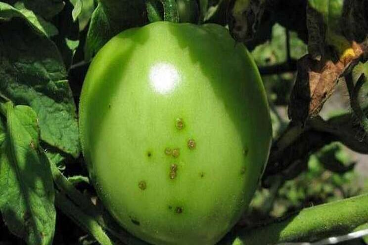 Researchers hope to stop spread of bacterial spot in tomatoes Researchers hope to stop spread of bacterial spot in tomatoes