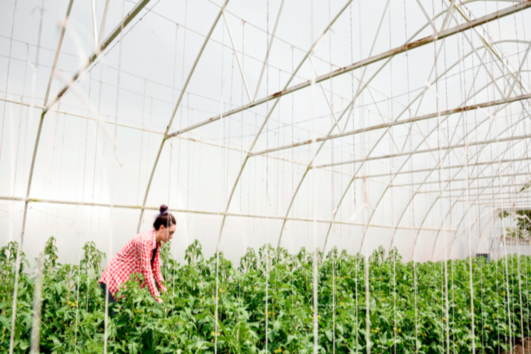 Keep veggies from getting too hot in a greenhouse Keep veggies from getting too hot in a greenhouse