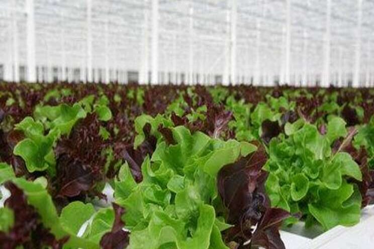 Greenhouse-grown lettuce in full Canadian menu Greenhouse-grown lettuce in full Canadian menu