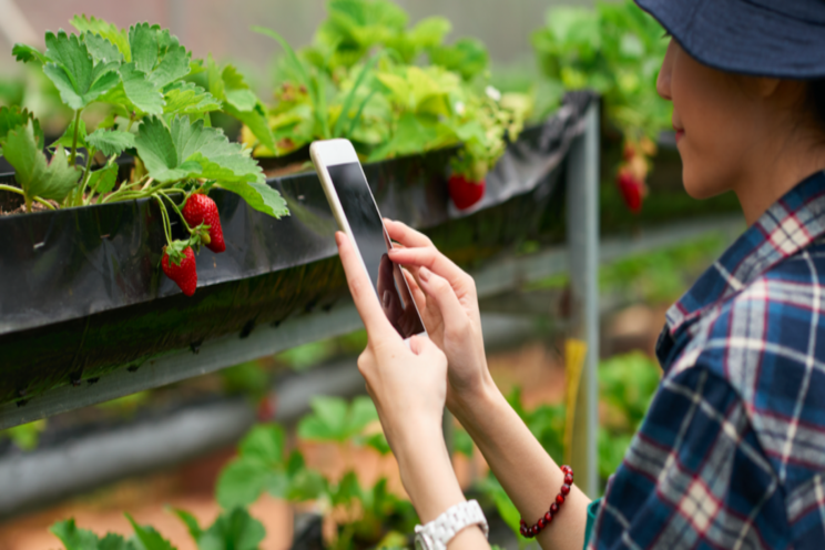 Looking for a seasonal CEA Crop? Consider strawberries Looking for a seasonal CEA Crop? Consider strawberries