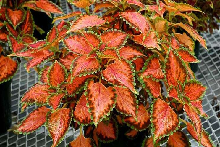 Terra Nova unveils new Coleus varieties Terra Nova unveils new Coleus varieties