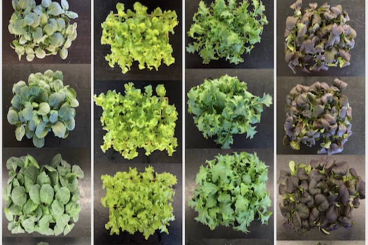 Increasing yields of baby leaf vegetables Increasing yields of baby leaf vegetables