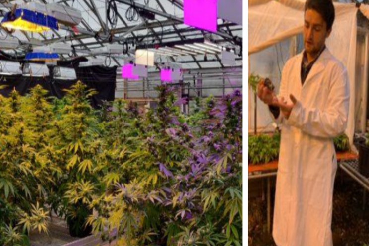 How much could hemp benefit from supplemental light? How much could hemp benefit from supplemental light?