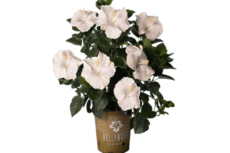 J. Berry announces new 2021 varieties J. Berry announces new 2021 varieties