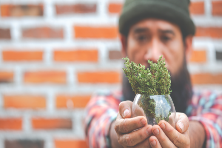 5 cannabis catalysts for the remainder of 2020 5 cannabis catalysts for the remainder of 2020