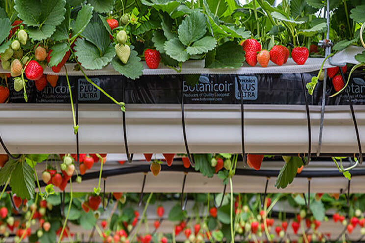Troughs, pots or bags - the debate continues Troughs, pots or bags - the debate continues