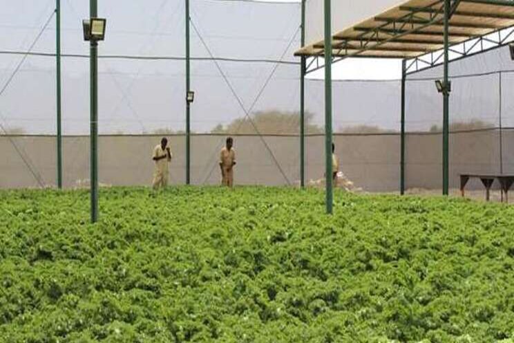 Aqua farming proving a hit Aqua farming proving a hit