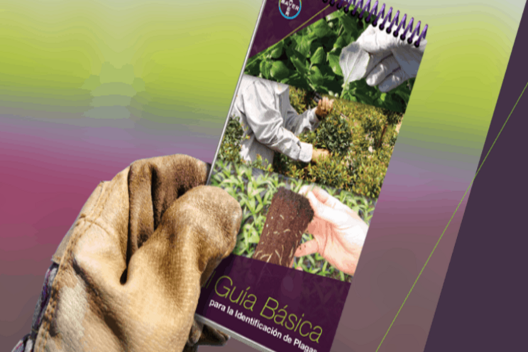 New Spanish pest identification guide for greenhouses New Spanish pest identification guide for greenhouses