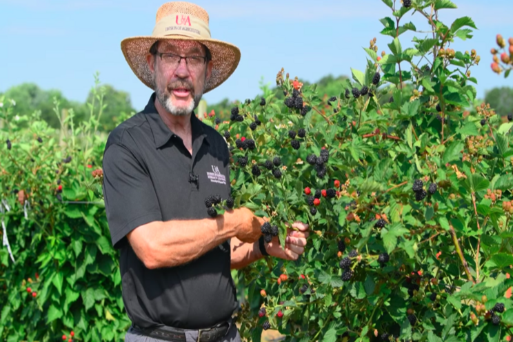 What you need to know about the 'Ponca' Blackberry What you need to know about the 'Ponca' Blackberry