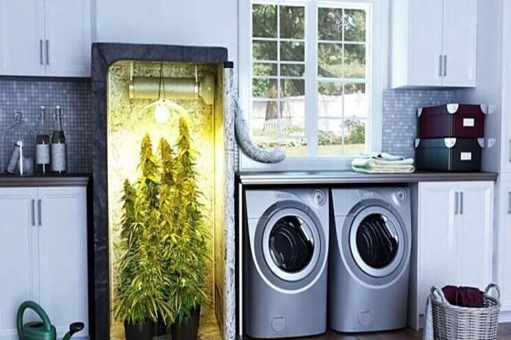 Everything about Grow Box Everything about Grow Box