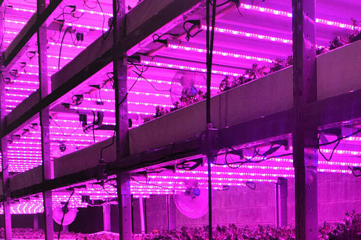 Must to know before purchasing a lamp for horti lighting Must to know before purchasing a lamp for horti lighting