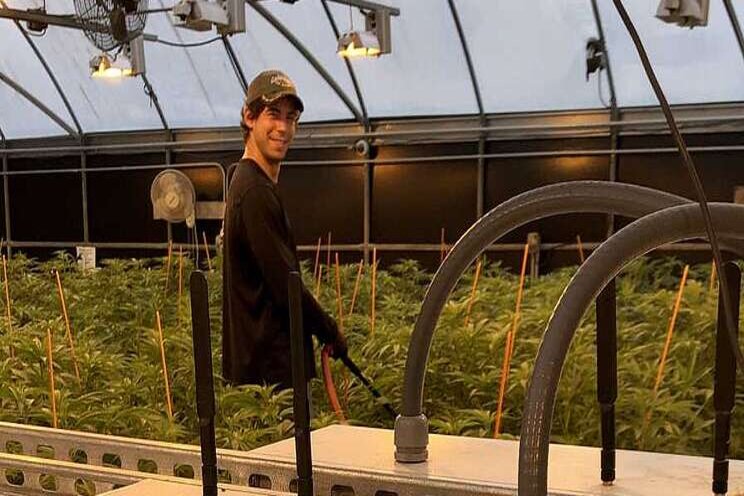 The benefits of automation in cannabis greenhouses The benefits of automation in cannabis greenhouses